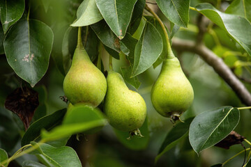 Ripe pears on a branch in summer.