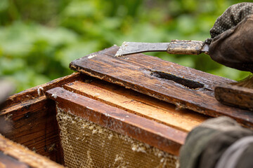 The beekeeper opened a bee house for processing and inspection.