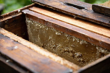 The beekeeper opened a bee house for processing and inspection.