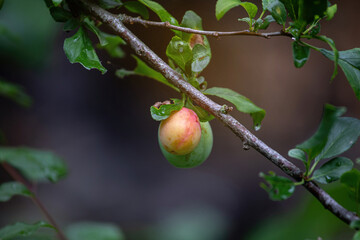 A ripe apple on a branch in summer.