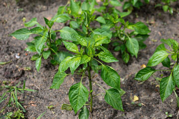 Seedlings of the pepper plant planted in the open ground in the garden.