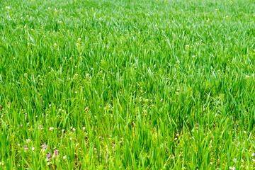 A field with lush bright green grass and sporadic wildflowers on a sunny day. Textured natural background with copy space
