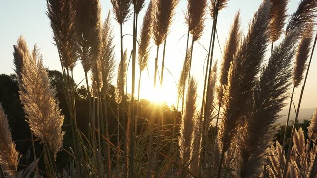 blooms swaying gently in the mountain air as the sun sets behind, casting a golden glow over the valley below