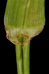Meadow Fescue (Lolium pratense). Ligule and Leaf Sheath Closeup