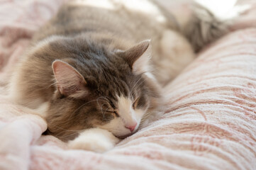 毛布でお昼寝中の猫