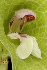 Bells of Ireland (Moluccella laevis). Flower Closeup