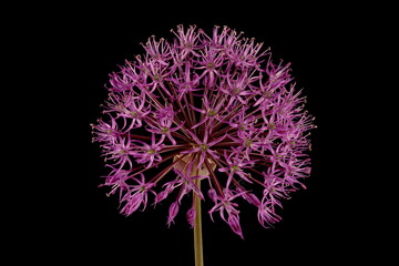 False Rosenbach Onion (Allium rosenorum). Inflorescence Closeup