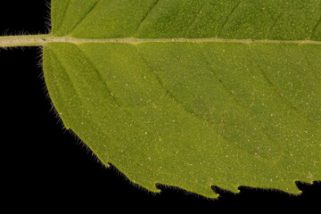 Wild Bergamot (Monarda fistulosa). Leaf Detail Closeup