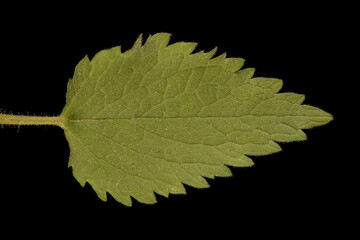White Dead-Nettle (Lamium album). Leaf Closeup