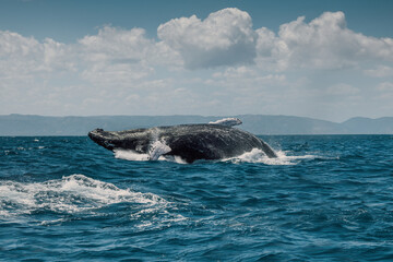 Humpback blue whale jumping out of the water in Caribbean Sea, Dominican Republic. The whale is falling on its back and spraying water in the air. - 728412892