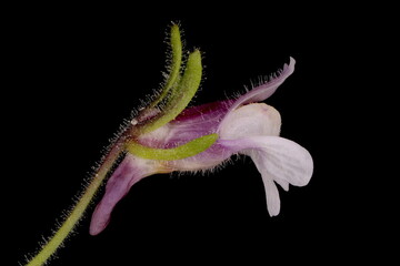 Small Toadflax (Chaenorhinum minus). Flower Closeup