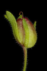 Small Toadflax (Chaenorhinum minus). Immature Fruit Closeup