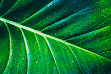 Tropical fresh green leaf with water drops nature background, healthy living and relaxation concept - 728413056