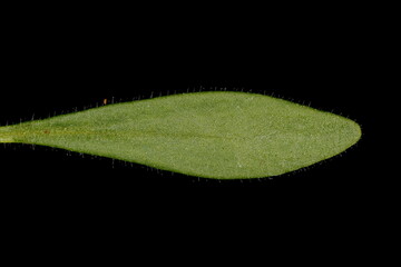 Small Toadflax (Chaenorhinum minus). Leaf Closeup