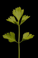 Celery (Apium graveolens). Basal Leaf Closeup