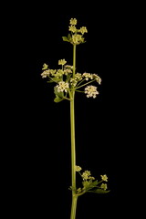 Celery (Apium graveolens). Umbel Closeup