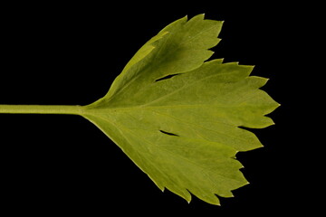 Celery (Apium graveolens). Leaflet Closeup