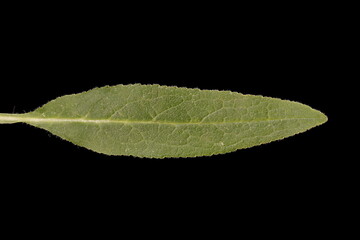 Clustered Bellflower (Campanula glomerata). Leaf Closeup