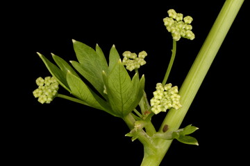 Celery (Apium graveolens). Opening Umbel Closeup