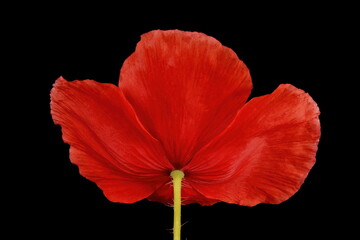 Common Poppy (Papaver rhoeas). Flower Closeup