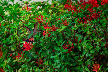 Hummingbird flying to pick up nectar from a beautiful flowers near palm trees in tropical garden - 728413621