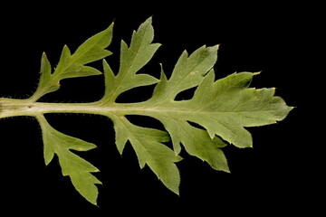Common Poppy (Papaver rhoeas). Leaf Closeup