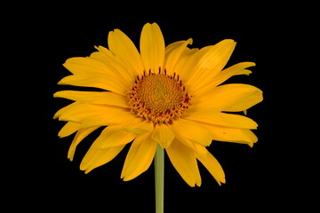 Oxeye (Heliopsis helianthoides). Flowering Capitulum Closeup