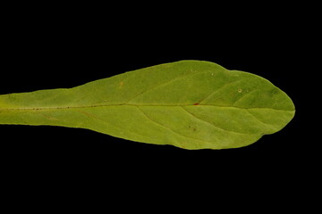 Dwarf Morning-Glory (Convolvulus tricolor). Leaf Closeup