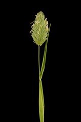 Canary Grass (Phalaris canariensis). Flowering Panicle Closeup