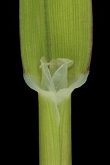 Canary Grass (Phalaris canariensis). Ligule and Leaf Sheath Closeup