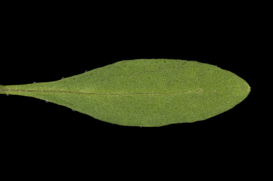 Summer Savory (Satureja hortensis). Leaf Closeup