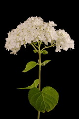 Smooth Hydrangea (Hydrangea arborescens). Inflorescence Closeup