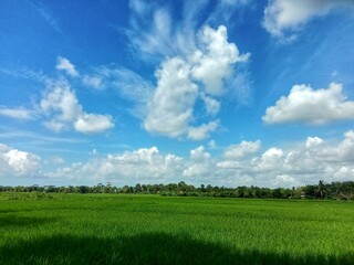 Green field and sky, Cloudy blue sky in the countryside.