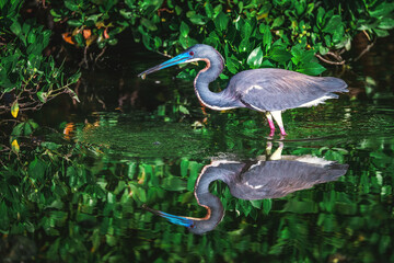 Little Blue Heron Egret with fish in beak in water, in tropical nature background - 728415092