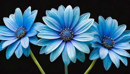Poster 3 surreal exotic high quality blue flowers macro isolated on black greeting card objects for anniversary wedding mothers and womens day design © Debbie