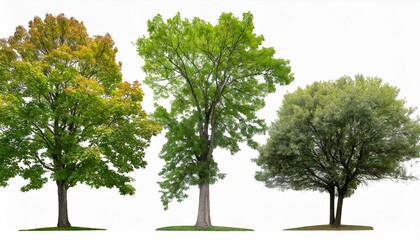 set of middle and small trees sycamore platanus maple street trees in overcast light isolated png on a transparent background perfectly cutout