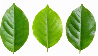 Fototapeta premium set of lemon green leaf isolated on white background
