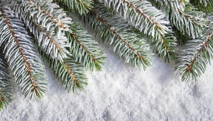 twigs of christmas tree spruce covered hoarfrost and in snow on a white background with space for text