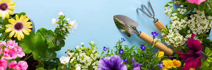 Spring decoration of a home balcony or terrace with flowers banner, Lobelia and Alyssum, Bacopa and...