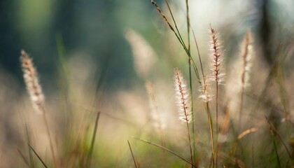 Fototapeta premium wild grasses in a forest macro image shallow depth of field abstract nature background