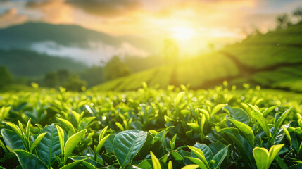 Tea Plantation in the morning at sunrise in Munnar, Kerala, India - obrazy, fototapety, plakaty