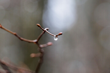 Raindrops on a bare beech branch in the Siebenbrunn forest on a rainy day in winter