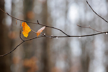 Raindrops on a bare beech branch in the Siebenbrunn forest on a rainy day in winter