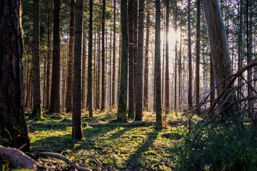 View of the Siebenbrunn forest after a storm with fallen and broken trees in the light of the morning sun