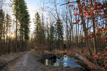 Forest path in winter in the Siebenbrunn forest near Augsburg along the Brunnenbach river