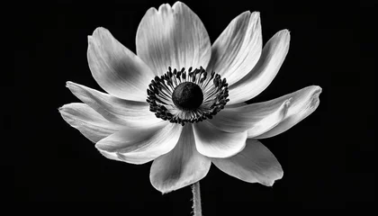 Foto op Canvas black and white anemone isolated on a black background © Debbie