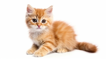 A cute red, orange, orange tabby, marmalade, tiger-cat and cinnamon cat - obrazy, fototapety, plakaty