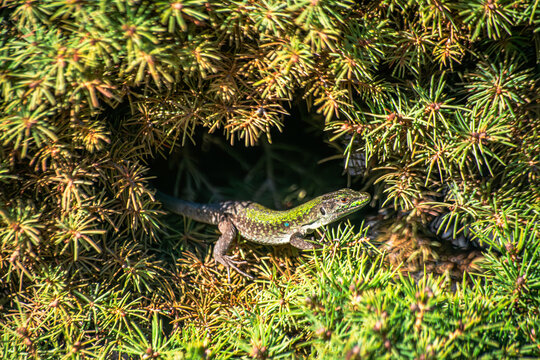 A tiny Podarcis lizard perched on a little pine tree, blending into the surroundings with its scaly camouflage, a small creature in its natural habitat.