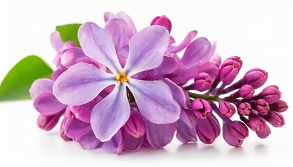 Obraz premium isolated lilac flowerson white background