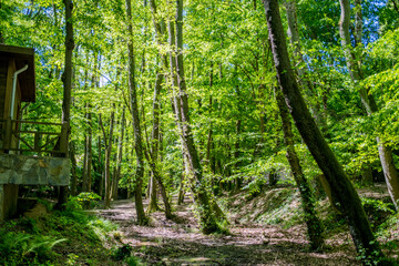 A calm and green forest, a haven of tranquility, showcasing nature's beauty and the peaceful harmony of a flourishing woodland.